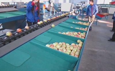 水果分級精細化 基于甜度、直徑與新鮮度的市場擴容戰略